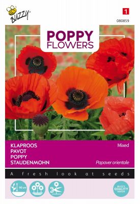 Buzzy Poppy Flowers Pavot d'Orient varié