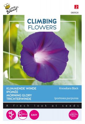 Buzzy Climbing Flowers, Ipomoea Knowlians Noire