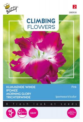 Buzzy Climbing Flowers, Ipomoea double rose