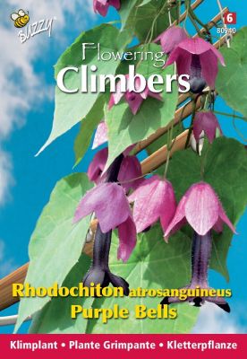 Buzzy Climbing Flowers, Rhodochtion violets