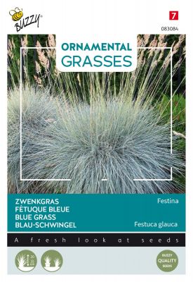 Buzzy Ornamental Grasses, Fétuque bleue 'Festina'