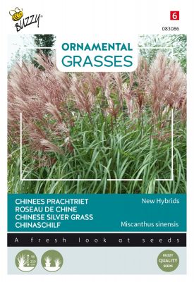 Buzzy Ornamental Grasses, Roseau de Chine 'New Hybrids'