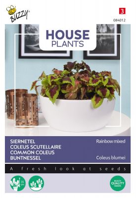 Buzzy House Plants Coleus Rainbow mix