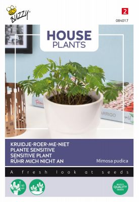 Buzzy House plants Mimosa pudica