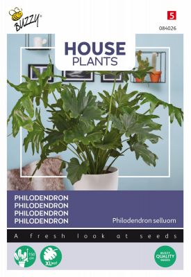 Buzzy House Plants Philodendron Selluom