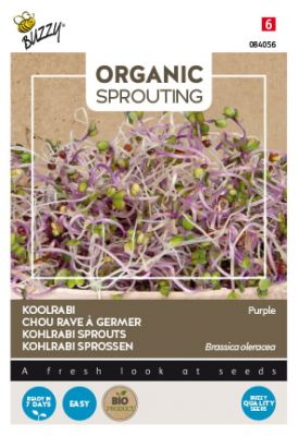 Buzzy Organic Sprouting Chou rave violet (BIO)