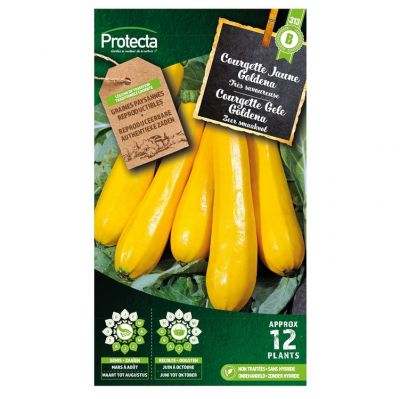 Courgette Jaune Goldena – Protecta Graines paysanne