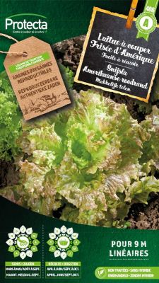 Laitue à couper Frisée d'Amérique – Protecta Graines paysanne