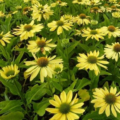 Rudbeckia pourpre 'Chiquita'