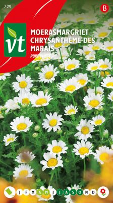 Chrysantheme Des Marais Pure White