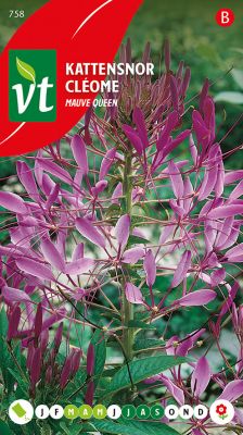 Cleome Mauve Queen