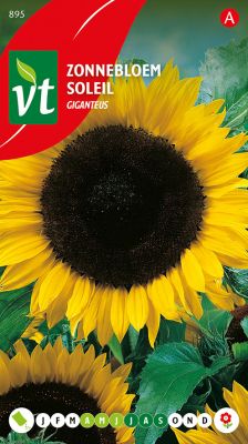 Tournesol Giganteus