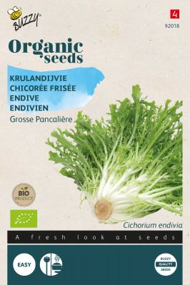 Buzzy Organic Chicorée Frisée Grosse Pancalière (BIO)