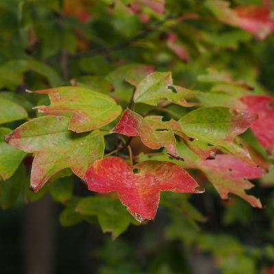 Acer buergerianum'