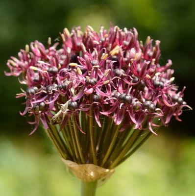 Allium atropurpureum x 25 Bulbes