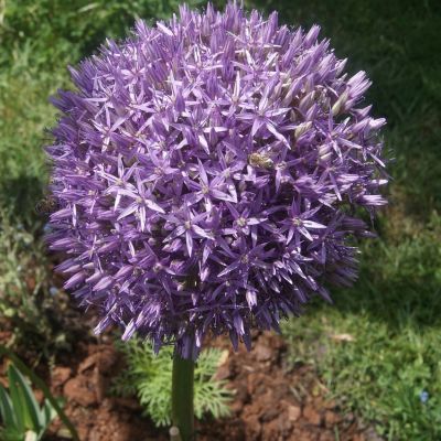 Allium aflatunense  'Globemaster' x 1 Bulbe