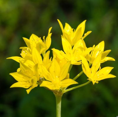 Allium moly x 50 Bulbes