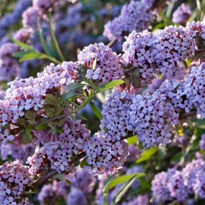 Arbre aux papillons 