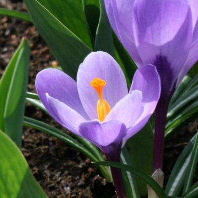 Crocus Mammouth 'Grand Maître' x 50 Bulbes