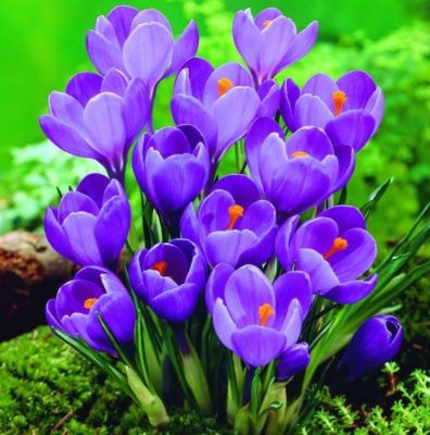 Crocus  ‘Remmerbranche' x 50 Bulbes