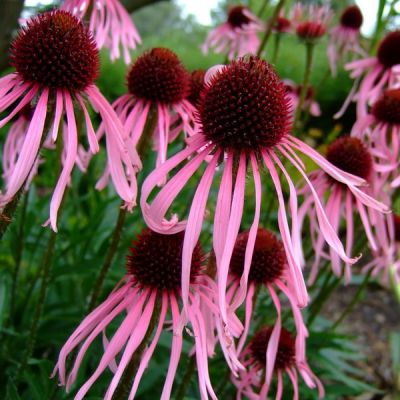 Rudbeckia pallida