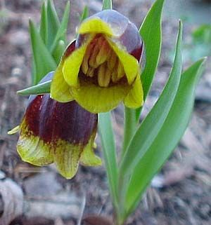 Fritillaria michailovskyi x 10 Bulbes 