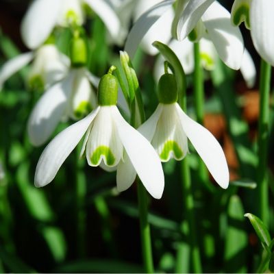 Perce-neige à larges feuilles x 50 Bulbes