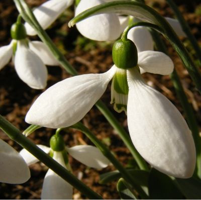 Perce-neige nivalis x 50 Bulbes