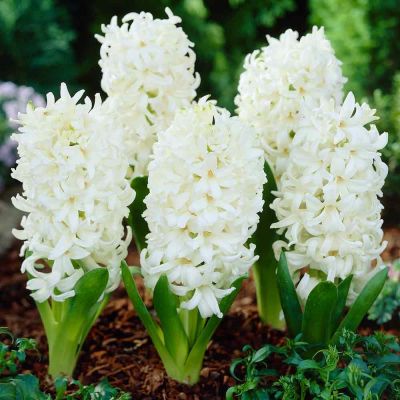 Jacinthe 'Blanc' x 25 Bulbes