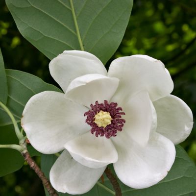 Magnolia sieboldii