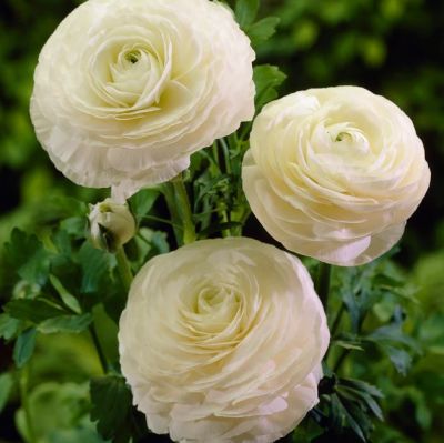 Ranunculus blanc x 50 Bulbes