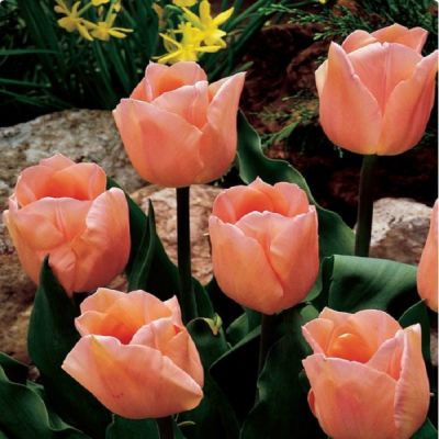 Tulipe 'Apricot Beauty' x 50 Bulbes