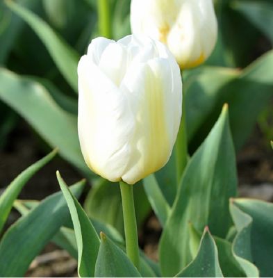 Tulipe 'Calgary' x 50 Bulbes