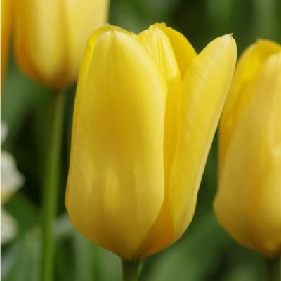 Tulipe 'Candela' x 50 Bulbes