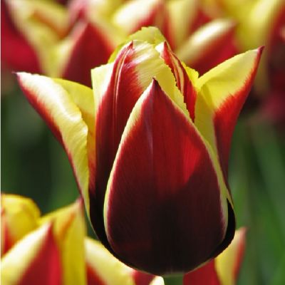 Tulipe 'Gavota' x 50 Bulbes