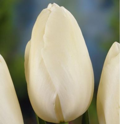 Tulipe 'Maureen' x 50 Bulbes