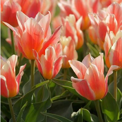 Tulipe 'Pinocchio' x 50 Bulbes