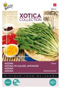 Buzzy Xotica Mizuna Chou salade japonaise