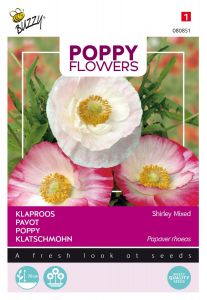 Buzzy Poppy Flowers Coquelicot en Mélange