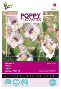 Buzzy Poppy Flowers Pavot des Jardins