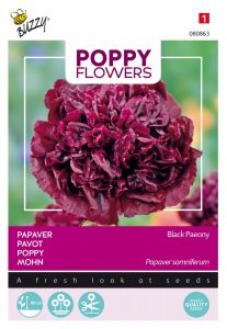 Buzzy Poppy Flowers, Pavot Black Paeony