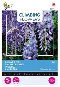 Buzzy Climbing Flowers, Wisteria Bleu