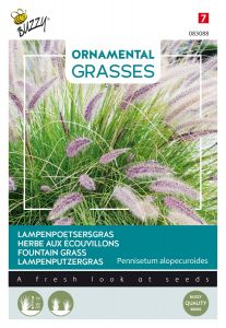 Buzzy Ornamental Grasses, Herbe aux écouvillons