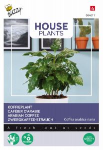 Buzzy House Plants Coffea Arabica, Caféier d'Arabie