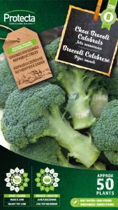 Chou Brocoli Calabrais – Protecta Graines paysanne