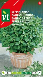 Basilic Pluto A Petites Feuilles