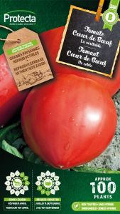 Tomate Cœur de Bœuf – Protecta Graines paysanne