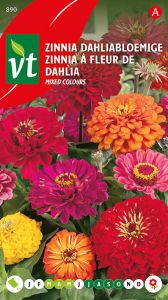 Zinnia A Grande Fleur De Dahlia