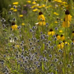 Rudbeckia inversé