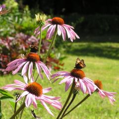 Rudbeckia pourpre